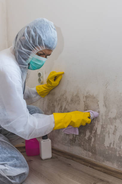  Mount Vernon, TX Mold Removal Pros