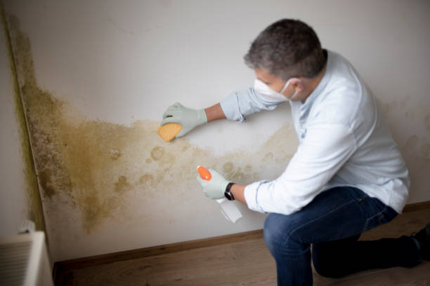 Asbestos and Lead Testing During Mold Inspection in Mount Vernon, TX