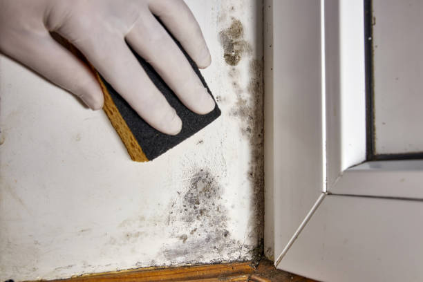 Best Mold-Related Health Consultation  in Mount Vernon, TX